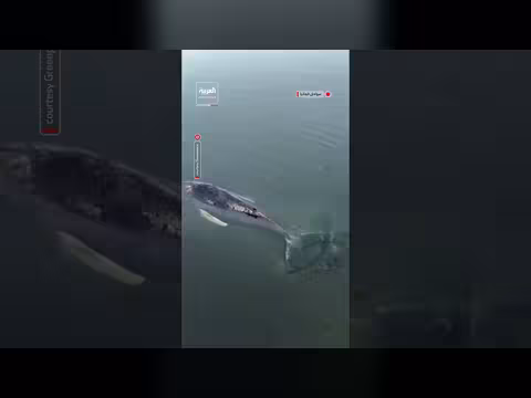 مخاوف من نفوق الحوت الأحدب تيمي قبالة سواحل ألمانيا