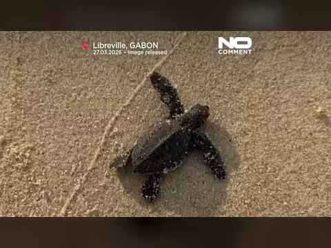 تراجع تمويل حماية السلاحف الصغيرة في الغابون يهددها بالانقراض