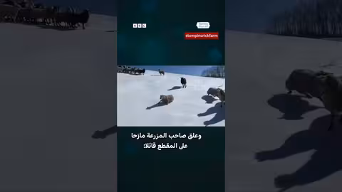 أمريكا: أغنام تتزحلق على الجليد في مشهد طريف