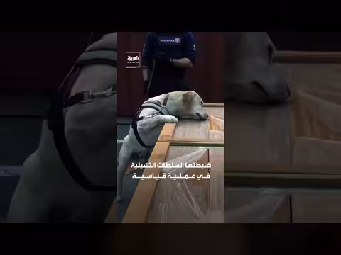 تشيلي تكتشف 100 طن مخدرات مخبأة في شحنات أخشاب