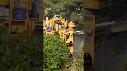 كيف يتم إنتاج الزبيب؟