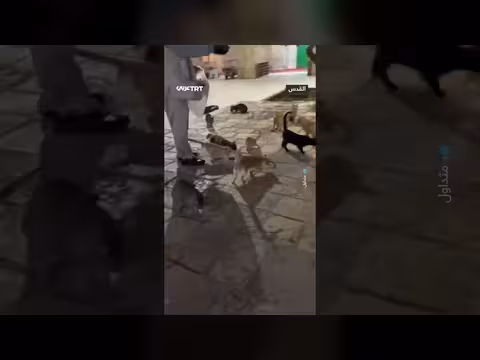 مسن فلسطيني يطعم القطط في ساحات الأقصى
