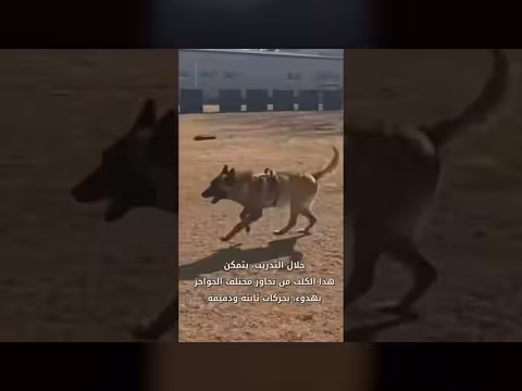 تدريب الكلاب العسكرية في الصين