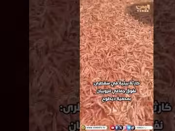 سقطرى..نفوق جماعي للروبيان في محمية ديطو