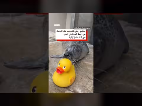 فقمة تثير ضجة بسبب حبها لألعاب البط المطاطية