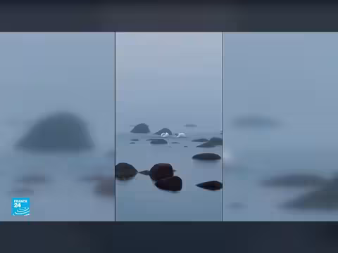 زوج البجع يرقص في خليج فنلندا