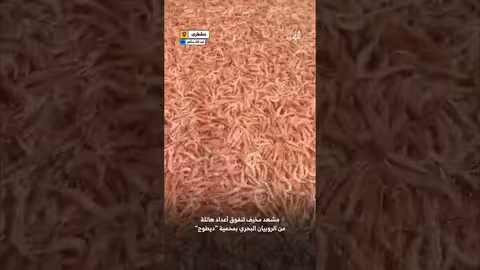 مشهد مخيف لنفوق اعداد هائلة من الروبيان البحري في محمية ديطوح بسقطرى
