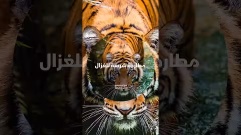 الببر في الغابة المطيرة: سلوك الصيد وتأثيره البيئي