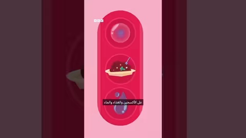 درس بي سي: لماذا لا يتوقف القلب عن النبض؟