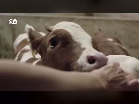 مصير الثيران: من مزارع الألبان إلى المراعي المستدامة