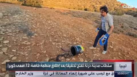 اكتشاف 72 كوبرا في درنة يثير ذعر الأهالي وتحقيق السلطات