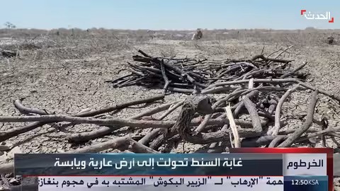 غابة السنط التاريخية في السودان: خسارة بيئية وتطوع لإعادة التشجير