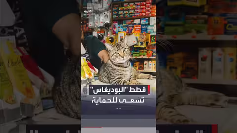 نيويورك: حملة لإضفاء الشرعية على وجود قطط "البوديغاس" في المتاجر