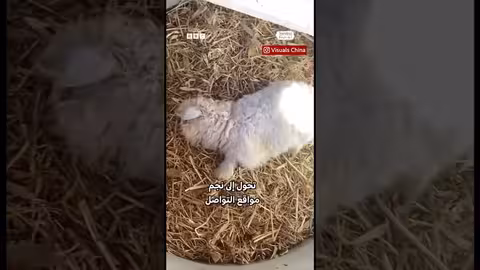 خروف صيني يشعل مواقع التواصل