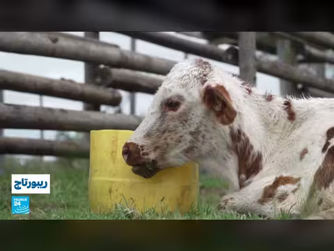 حمى القلاعية تتصاعد في جنوب أفريقيا