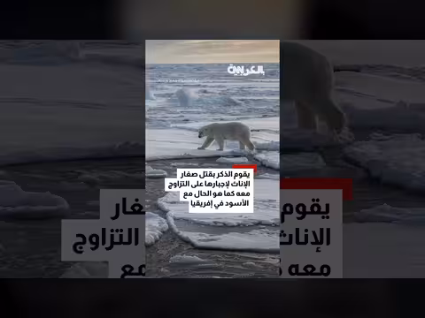 مشهد وحشي لدب قطبي يفترس شبلاً