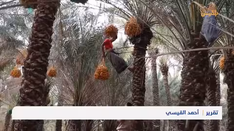 موسم حصاد التمور في سقطرى يشهد إنتاجاً وفراً