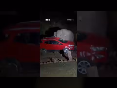 فيل بري يقلب سيارة بحثاً عن ثمار المانجو