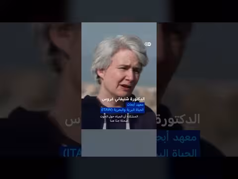 مصير حوت أحدب عالق قبالة سواحل ألمانيا مجهول