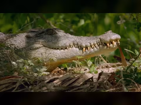 غريزة البقاء: معارك المفترسات في أستراليا