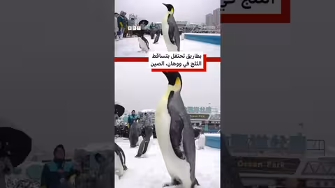 بطاريق ووهان تحتفل بتساقط الثلوج