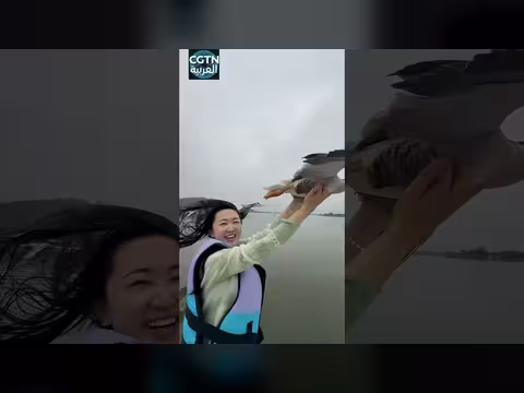 قارب مع إوز في بحيرة دونغهو