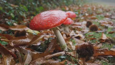 مملكة الذئاب في البرتغال