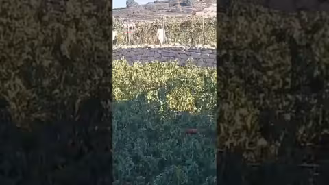 مستوطنون يعتدون على أهالي ومنازل في حلحول شمال الخليل