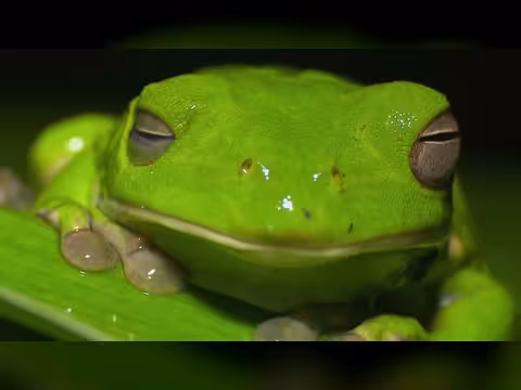 مساكن الحيوانات المذهلة