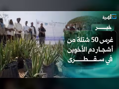 غرس 50 شتلة دم الأخوين في سقطرى