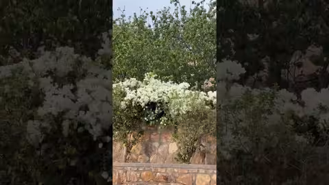 جولة في منتزه السكون بتعز