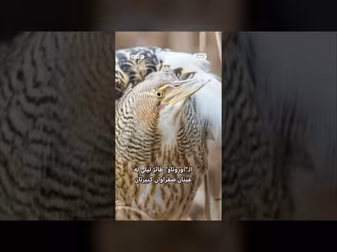 باحث أوروغواياني ينطلق في رحلة للعثور على طائر الأشباح النادر