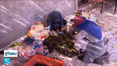 موسم الزيتون في الدريوش: وفرة الإنتاج وانخفاض الأسعار