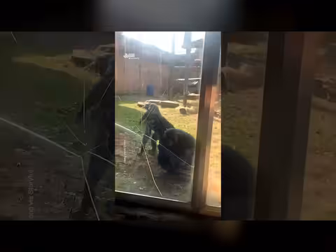 قرد بونوبو يحطم حاجز زجاجي