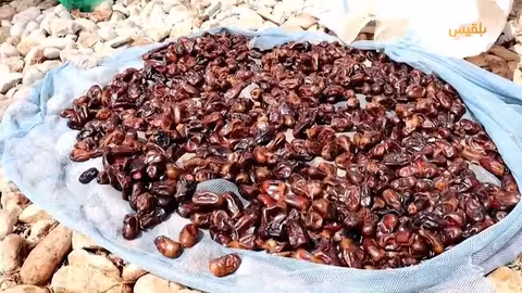 سقطرا: أهالي الجزيرة يحافظون على تقاليد تجفيف وتخزين التمور