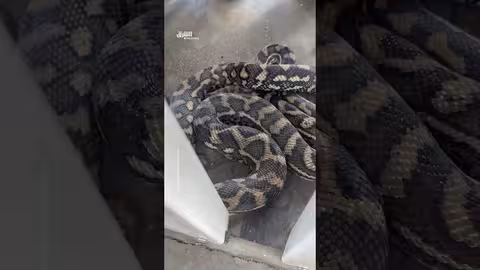 إزالة ثعبان بايثون ضخم من محطة الوقود