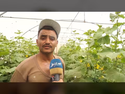 البيوت المحمية الزراعية تحول واعد