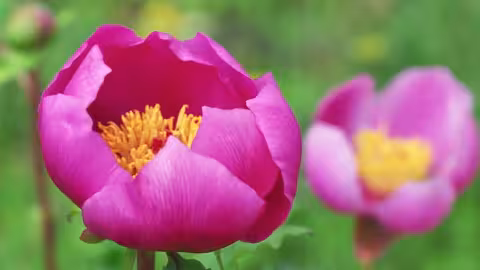 البرتغال: نهر تاجوس وحياة برية فريدة