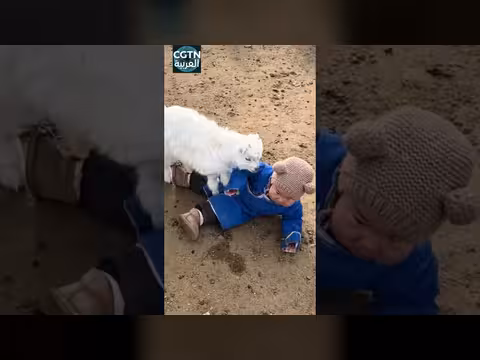 حملان تنمّران على طفل صغير