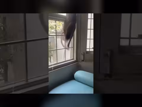 قطة تقاوم قردين