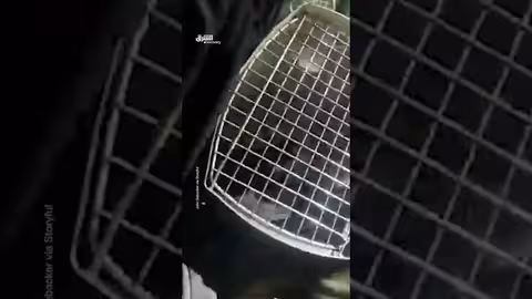 إنقاذ قطة صغيرة: قصة شجاعة وcompassion