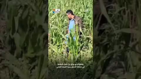 إب: ري حقول البطاطس بمياه الصرف الصحي يثير غضبًا