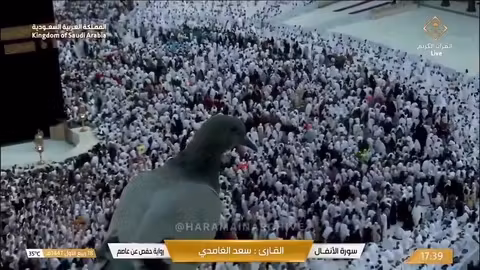 من أعظم وألطف وأجمل المشاهد…. ️؟