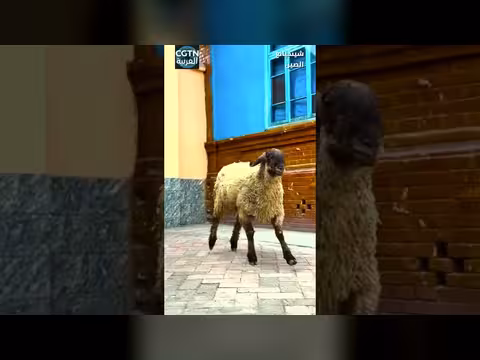 خروف صيني يثير الدهشة بمهاراته الكروية