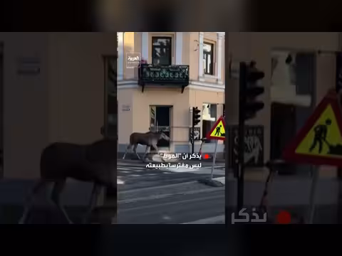حيوان الموظ يتجول في شوارع أوسلو