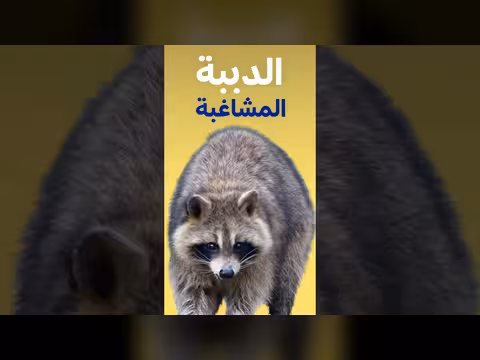 الراكون في تورنتو: حياة وحضارة