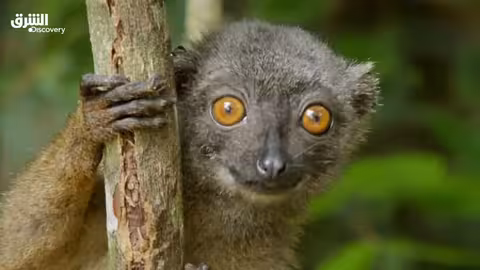 خبايا الغابات الاستوائية: تحالفات خفية - الحلقة الأولى