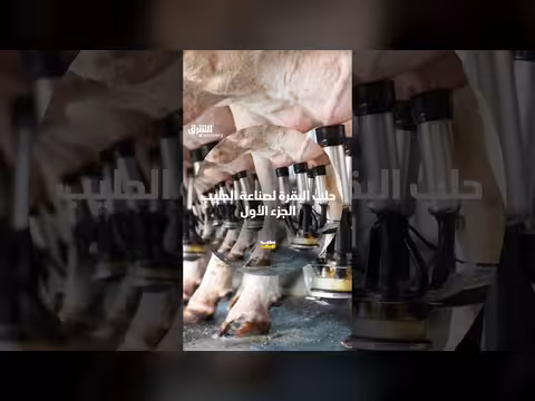 كيف يتم حلب البقرة لصناعة الحليب