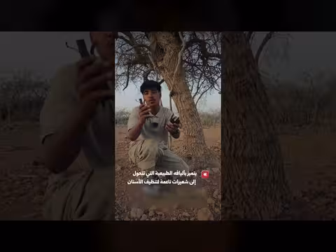 المسواك السقطري فرشاة طبيعية للعناية بالأسنان