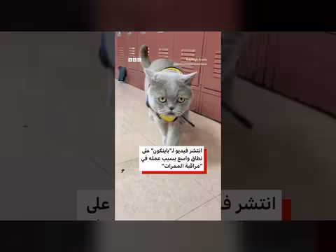 قط المعالج يرفع معنويات الطلاب في مدرسة أمريكية